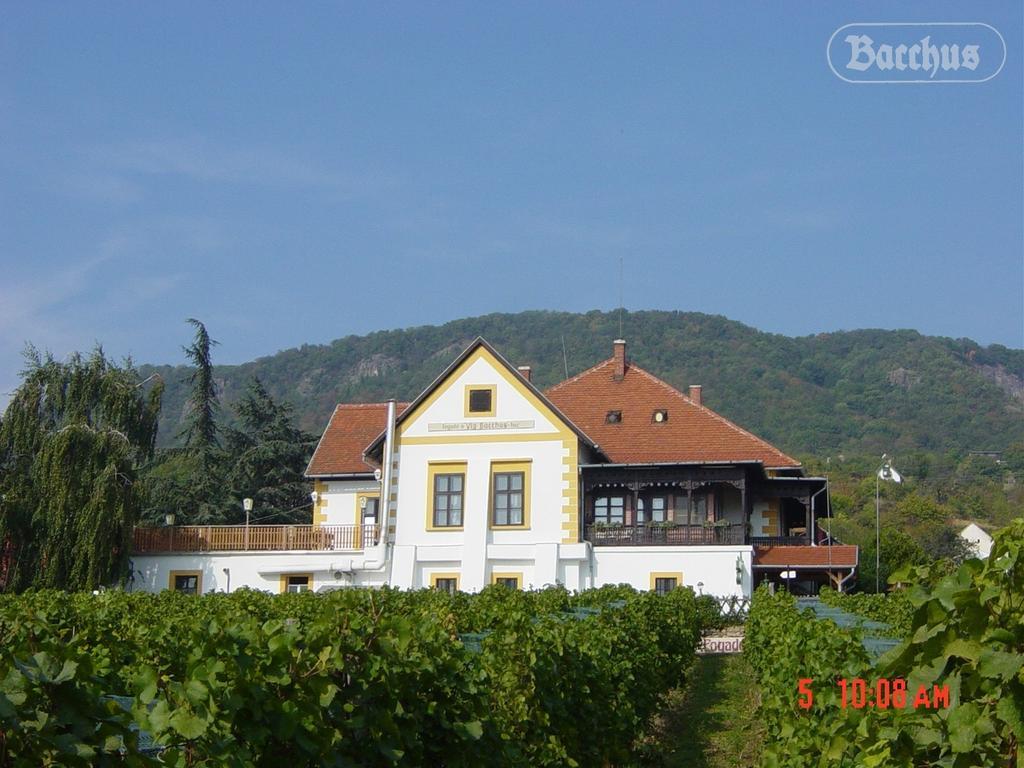 Bacchus Apartman - Borbarlang, Badacsony Badacsonytomaj Dış mekan fotoğraf